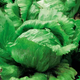 salata-traper-glowiasta-krucha-lodowa-srednio-wczesna-nasiona-salaty-warzyw