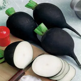 rzodkiew-zimowa-kulata-cerna-czarna-kula-nasiona-warzyw