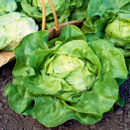 salata-panter-glowiasta-maslowa-srednio-wczesna-nasiona-salaty-warzyw