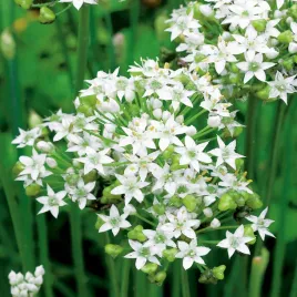 szczypiorek-czosnkowy-roslina-lecznicza-ozdobna-nasiona-szczypiorku-plenny