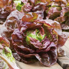 salata-rosemarry-maslowa-czerwona-srednio-pozna-nasiona-salaty-plenna