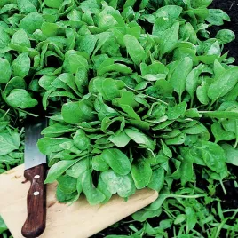 szpinak-nowozelandzki-nasiona-szpinaku-zdrowy-plenny-odporny