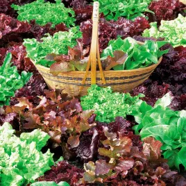 swieze-listki-mieszanka-wloska-salata-nasiona-salaty-plenna-zdrowe-smaczne