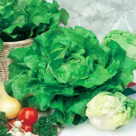 salata-krolowa-majowych-nasiona-na-tasmie-salaty-bardzo-plenna