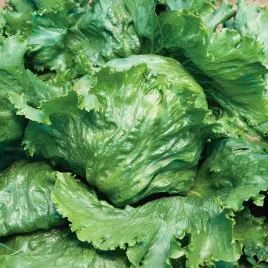 salata-great-lakes-118-glowiasta-krucha-lodowa-nasiona-salaty