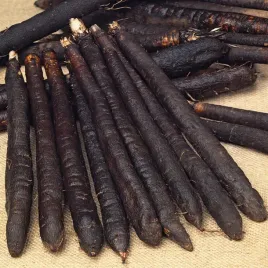 skorzonera-duplex-dlugie-czarne-korzenie-delikatny-smak-nasiona-warzyw