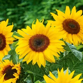 slonecznik-ogrodowy-jadalny-smaczny-swieze-nasiona-slonecznika