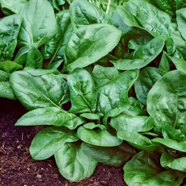 szpinak-matador-nasiona-szpinkaku-na-tasmie-mrozoodporny-smaczny-zdrowy