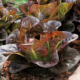 salata-sahim-maslowa-czerwona-srednio-wczesna-nasiona-warzyw-salaty