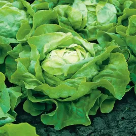 salata-syrena-glowiasta-maslowa-jasnozielona-wczesna-nasiona-warzyw