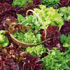 swieze-listki-mieszanka-rodzinna-nasiona-salaty-plenne-smaczne-odporne