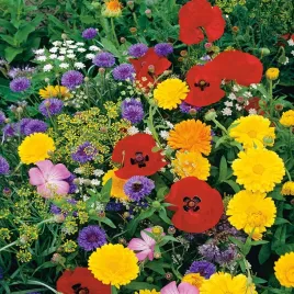 mieszanka-anty-komarowa-nasiona-kwiato-mieszanka-przeciw-komarom-pachnace