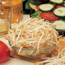 fasola-mung-nasiona-na-kielki-smaczna-bogata-w-witaminy-odmiana