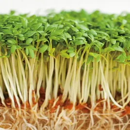 rzezucha-nasiona-rzezuchy-na-kielki-zdrowe-smaczne-pelne-witamin