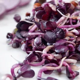 rzodkiewka-red-purple-nasiona-na-kielki-zdrowe-plenne-pelne-witamin