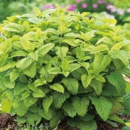 melisa-lekarska-uspokaja-nasiona-melisy-ziola-ziol