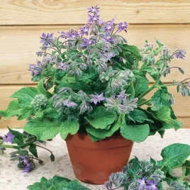 ogorecznik-lekarski-nasiona-ziol-ziola-miododajna