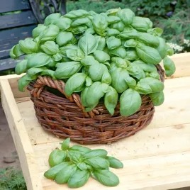 bazylia-wlasciwa-zielona-nasiona-bazylii-smaczna-odmiana-aromatyczna