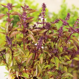 bazylia-cynamonowa-nasiona-bazylii-ziol-ziola-aromatyczna-szybki-wzrost