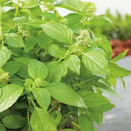 bazylia-cytrynowa-nasiona-bazylii-ziol-aromatyczny-zapach-i-smak-caloroczna