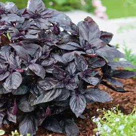 bazylia-czerwona-red-nasiona-bazylii-korzenny-smak-nasiona-ziol