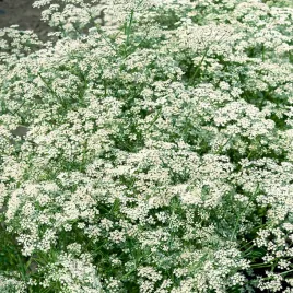 biedrzeniec-anyz-bardzo-smaczna-popularna-odmiana-nasiona-ziol-ziola