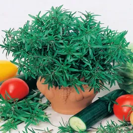 czaber-ogrodowy-nasiona-ziol-ziola-aromatyczny-szerokie-zastosowanie