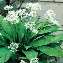 czosnek-niedzwiedzi-nasiona-ziol-ziola-szerokie-zastosowanie-zdrowy-plenny