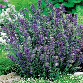 hyzop-lekarski-aromatyczna-przyprawa-nasiona-ziol-ziola-plenna