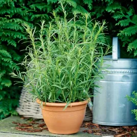 estragon-nasiona-ziol-ziola-niezwykly-mocny-zapach-plenny