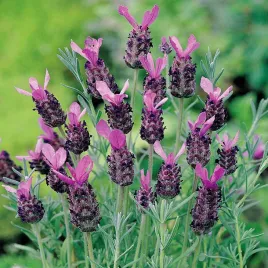 lawenda-francuska-nasiona-lawendy-pachnaca-ziola-ziol