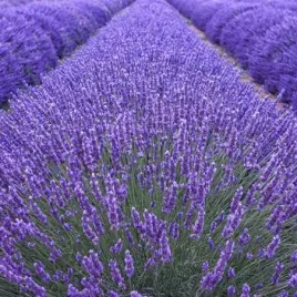 nasiona-lawendy-wyjatkowa-roslina-ozdobna-mrozoodporna-pachnaca