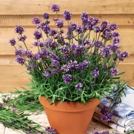 lawenda-lekarska-niesamowity-zapach-wieloletnia-nasiona-ziol-ziola