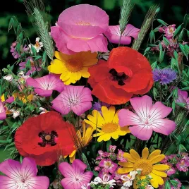 mieszanka-roslin-miododajnych-na-tereny-suche-100g-nasiona-roslin-odporne