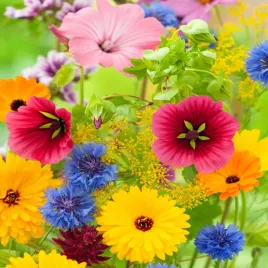 mieszanka-przyciagajaca-trzmiele-nasiona-kwiatow-kwiaty-miododajne-na-laki