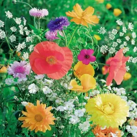 mieszanka-antysmogowa-nasiona-kwiatow-mix-roslin-oczyszczajacych-powietrze