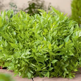 lubczyk-ogrodowy-aromatyczna-przyprawa-nasiona-lubczyka-ziol-ziola