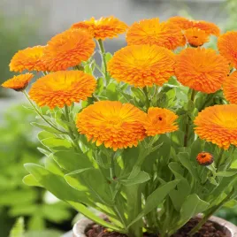 nagietek-lekarski-ozdobny-i-leczniczy-nasiona-ziol-ziola