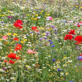 mieszanka-kwiatow-express-laczka-kwietna-laka-szybko-rosnie-500g