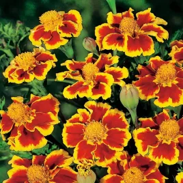 aksamitka-rozpierzchla-marietta-nasiona-kwiatow-kwiaty-aksamitki