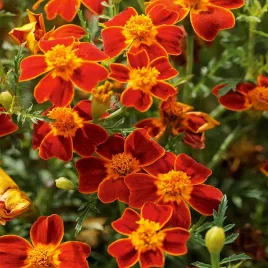 aksamitka-waskolistna-paprica-czerwono-zolta-nasiona-kwiatow-aksamitki