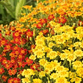 aksamitka-waskolistna-starfire-mieszanka-nasiona-kwiatow-kwiaty-aksamitki