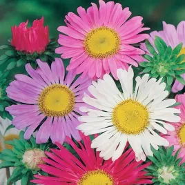 aster-alpejski-mieszanka-nasiona-kwiatow-intensywne-kolory-latwa-uprawa