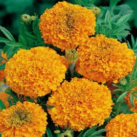 aksamitka-wysoka-hawaii-nasiona-kwiatow-obdite-kwitnienie-kwiaty-aksamitki