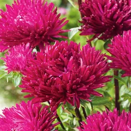 aster-chryzantemowy-wysoki-plomien-czerwony-nasiona-kwiatow-czerwone