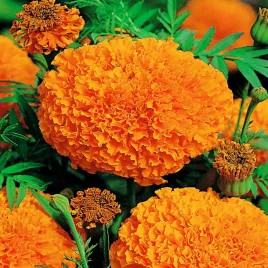 aksamitka-wielkokwiatowa-moonlight-pomaranczowa-nasiona-kwiatow-aksamitki