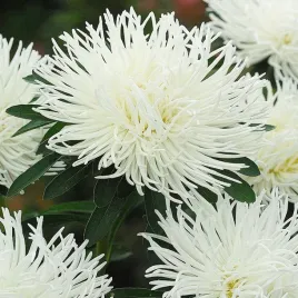 aster-chinski-igielkowy-beata-bialy-nasiona-kwiatow-biale-kwiaty