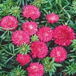 aster-ksiazecy-wysoki-connie-rozowy-nasiona-kwiatow-rozowe-kwiaty
