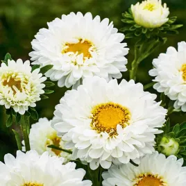 aster-ksiazecy-wysoki-cymes-bialy-nasiona-kwiatow-duze-pelne-kwiaty
