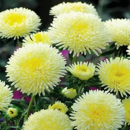 aster-ksiazecy-wysoki-aleksandra-zolty-nasiona-kwiatow-zolte-kwiaty